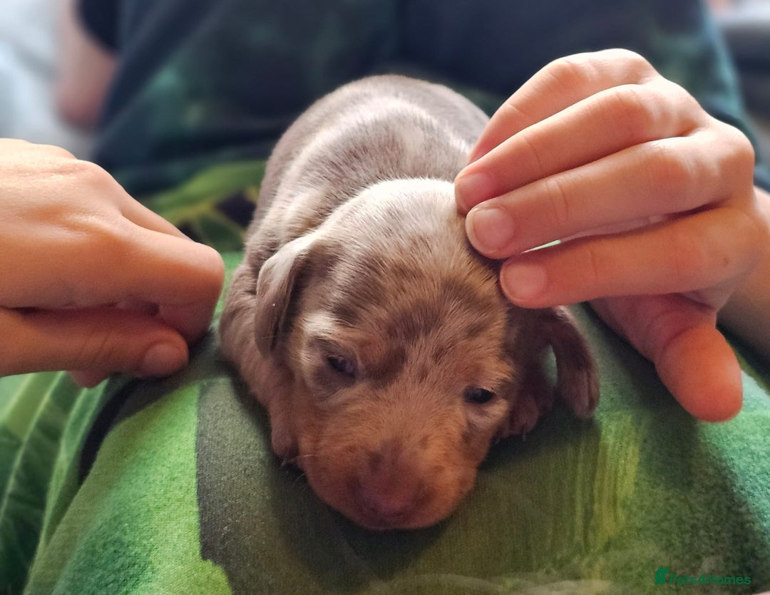 Dachshund dogs for sale: Isabella Dapple Dachshund Puppies - Advert 39