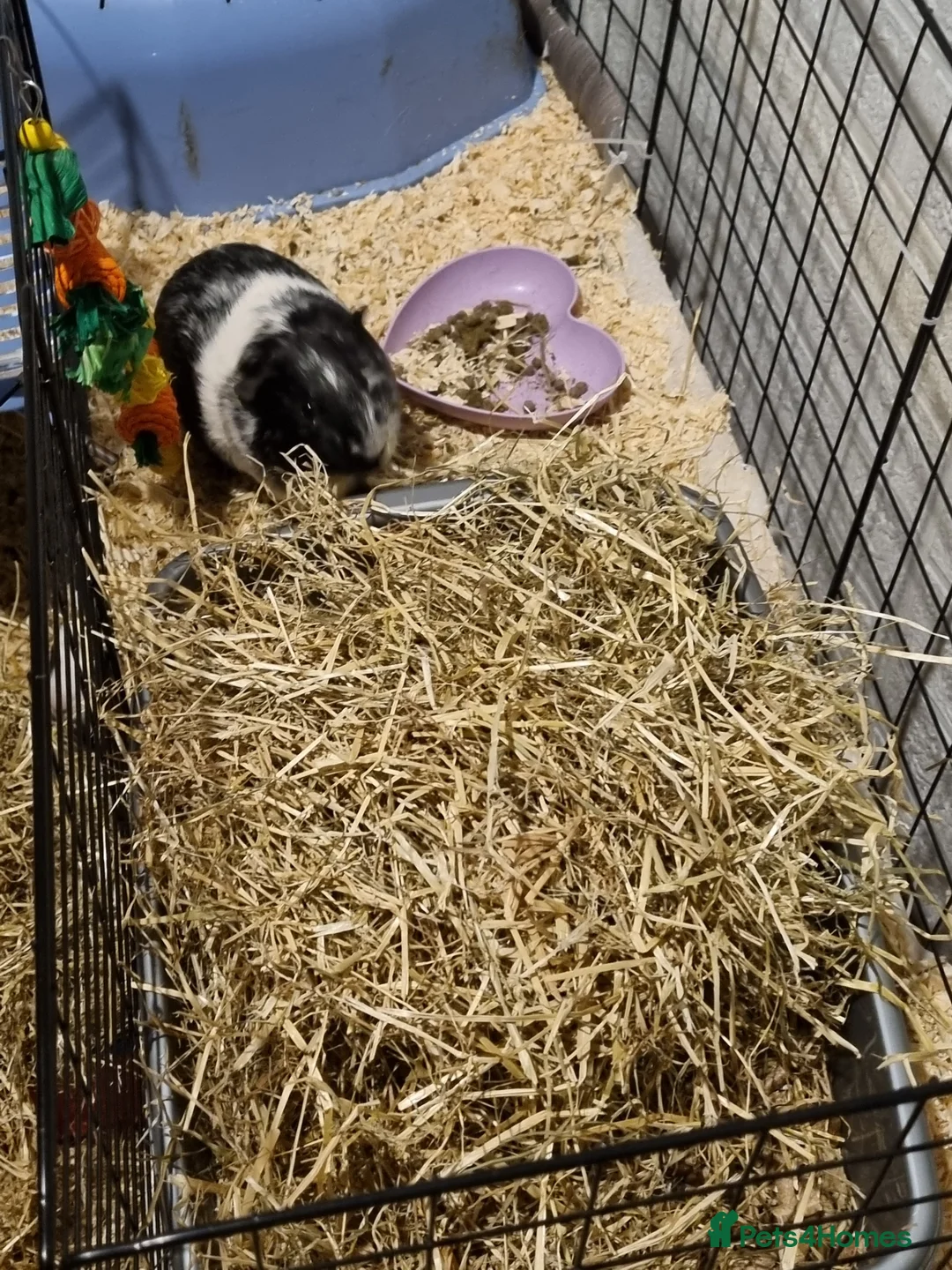 Guinea Pig rodents for sale: Gorgeous male guinea pig  - Advert 3
