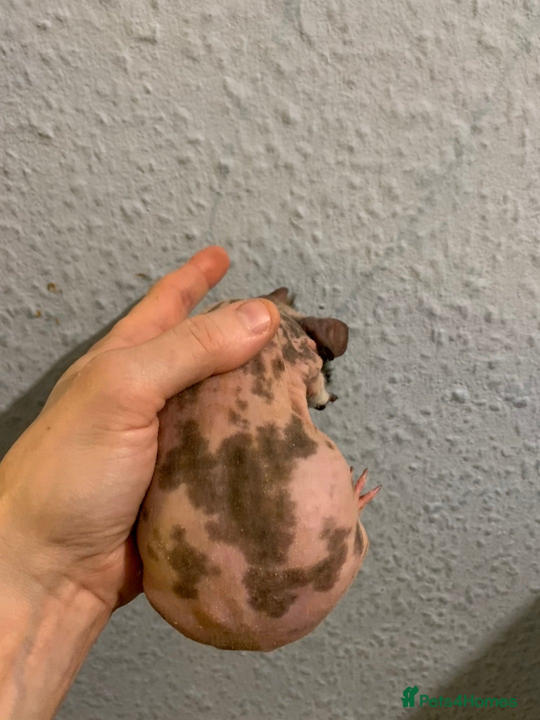 Guinea Pig rodents for sale: Skinny pigs and Skinny Pig Carriers - Advert 31