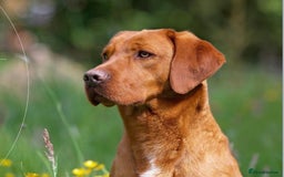 Labrador Retriever dogs for sale: KC Reg ‘Fox Red’ Labrador Retrievers  - Image 2