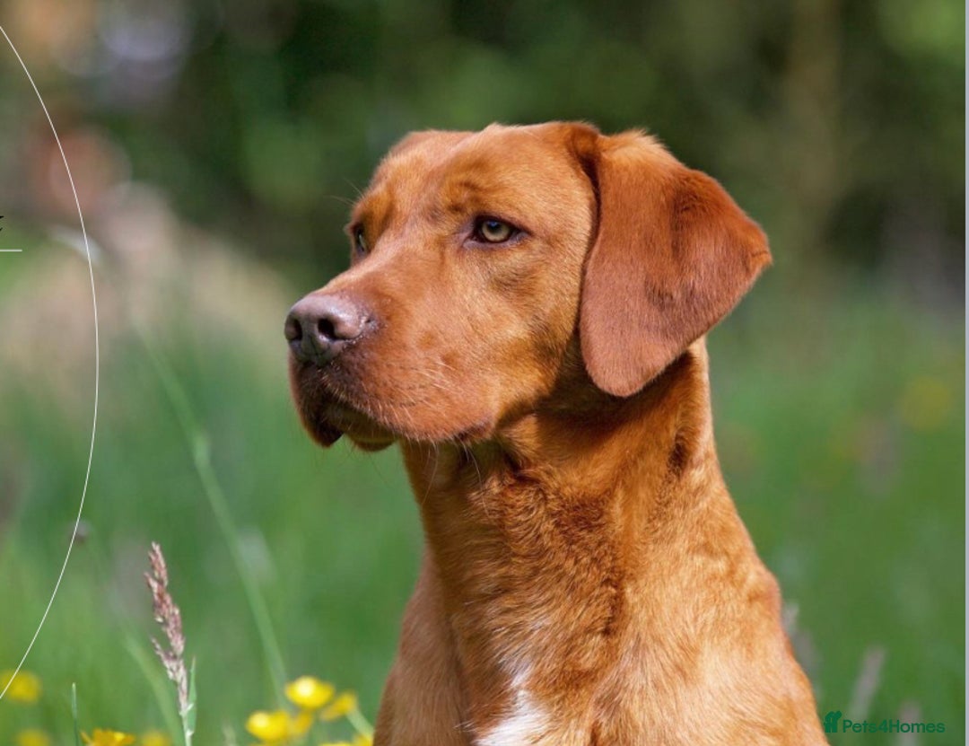 Labrador Retriever dogs for sale: KC Reg ‘Fox Red’ Labrador Retrievers  - Image 2