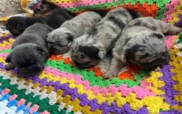 French Bulldog dogs for sale: ⭐️ KC Rope nose frenchies carrying fluffy ⭐️ - Image 2