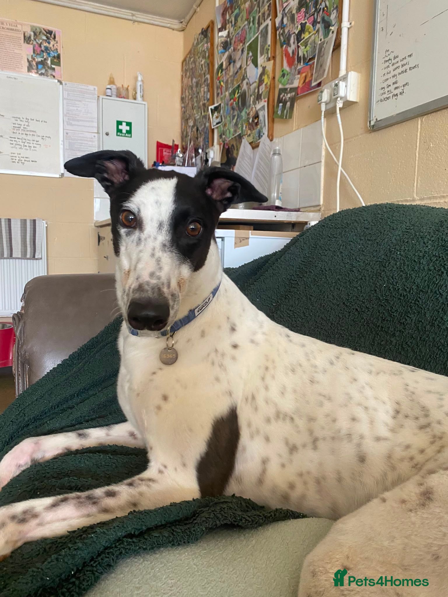 Greyhound dogs Jet   - Advert 6