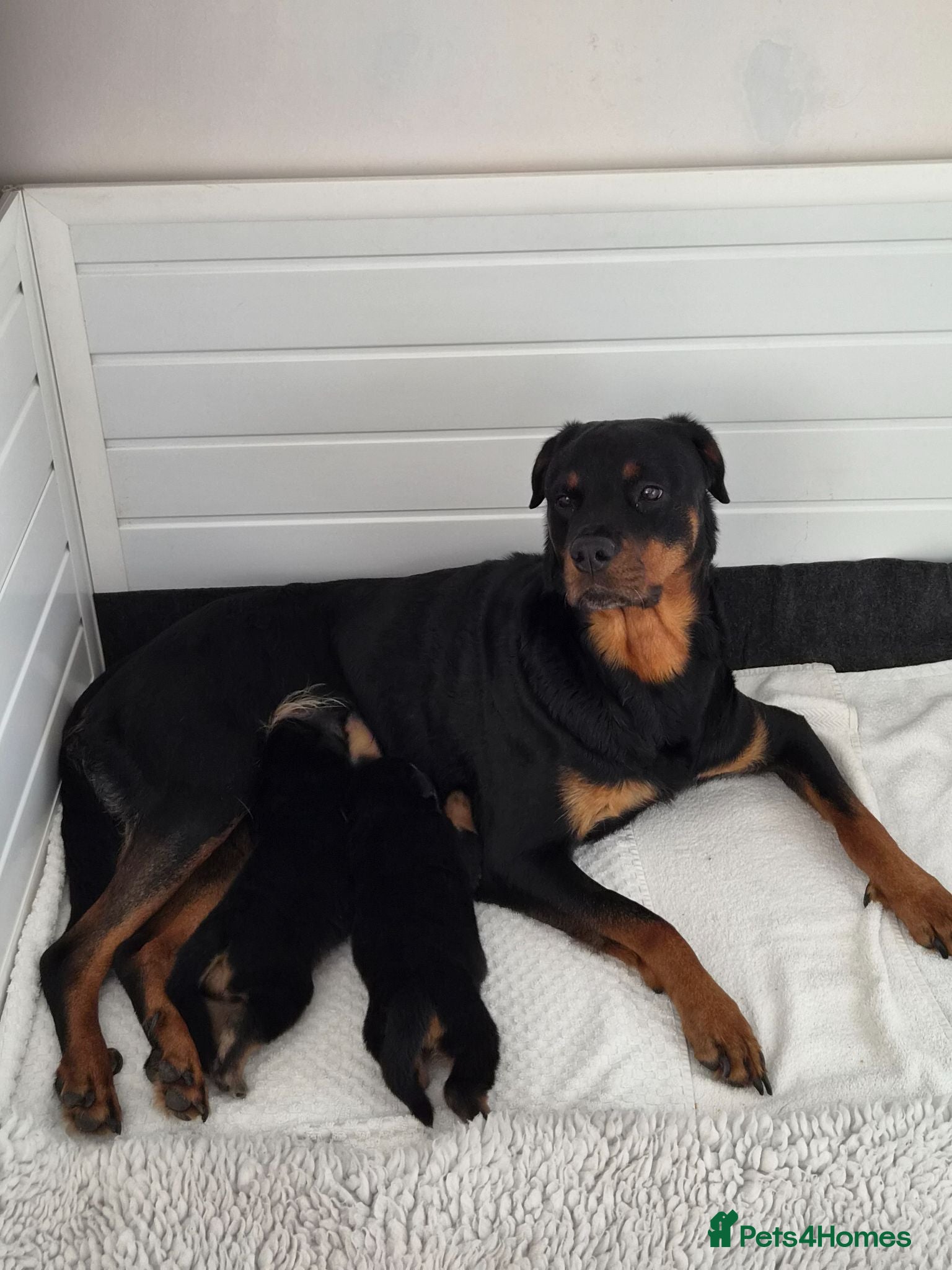 Rottweiler dogs Beautiful Rottie puppies  - Advert 5