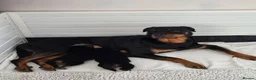 Rottweiler dogs for sale: Beautiful Rottie puppies  in Bath - Advert 1