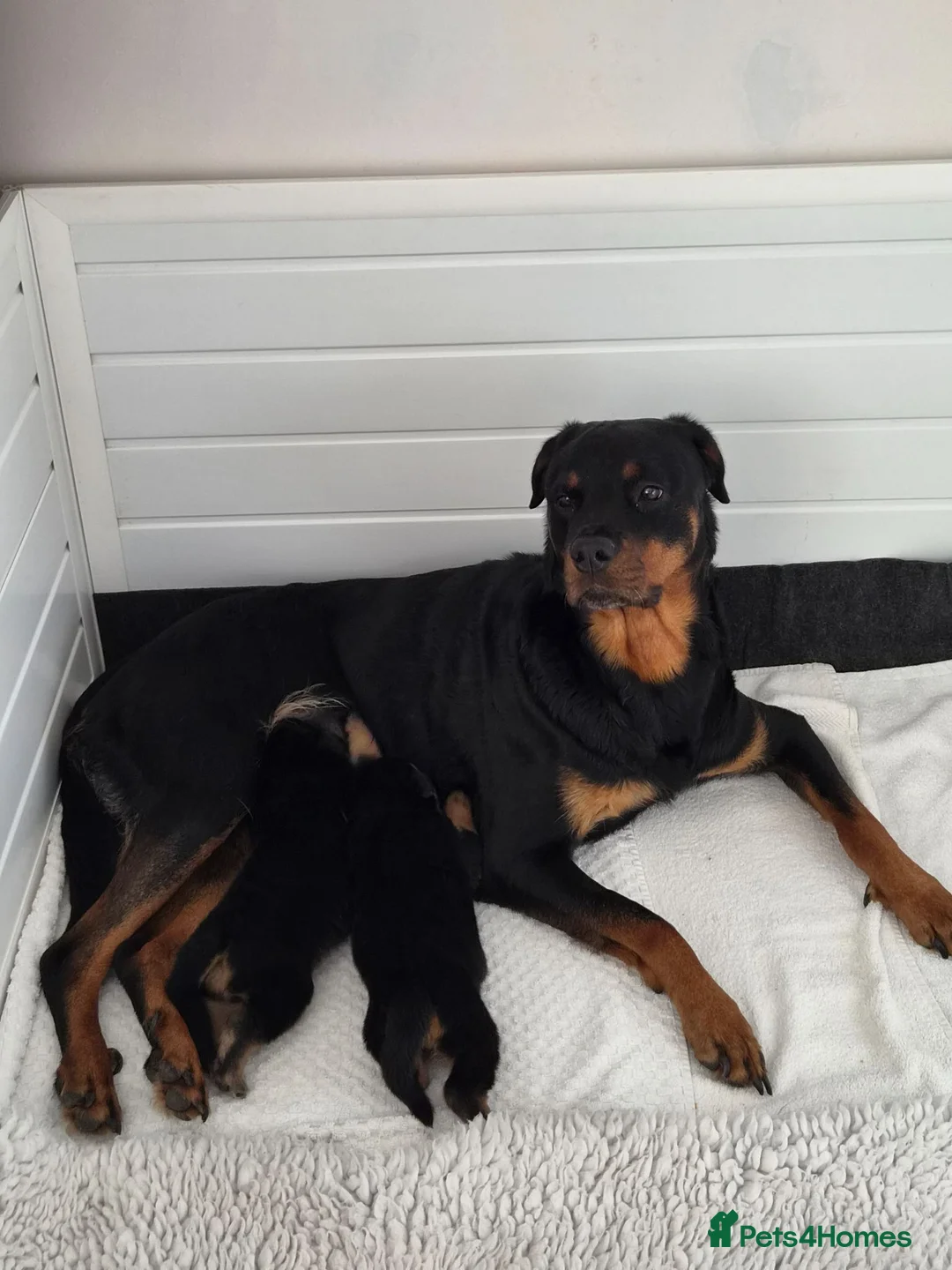 Rottweiler dogs for sale: Beautiful Rottie puppies  in Bath - Advert 1
