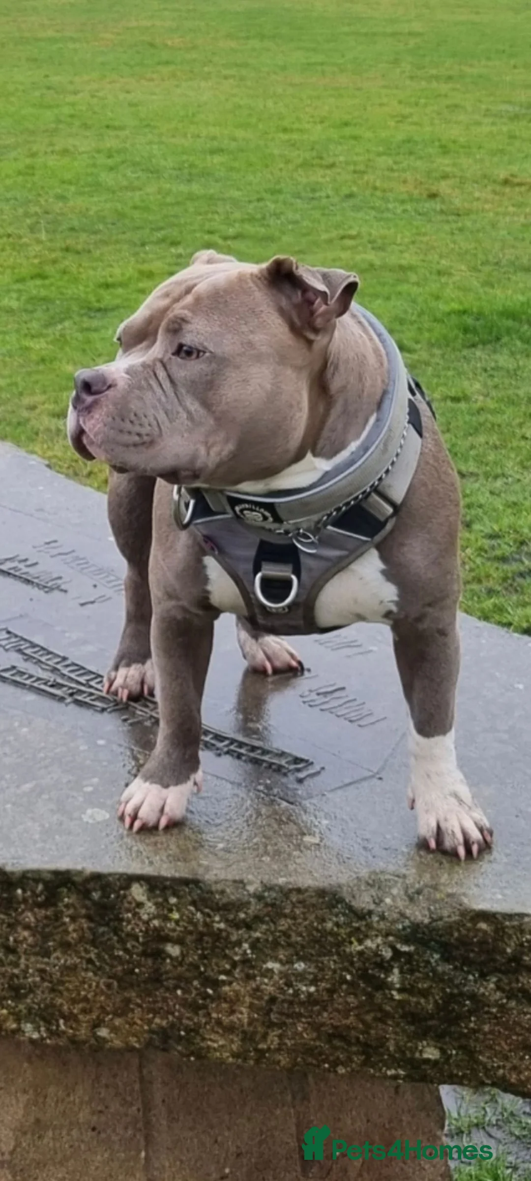 Staffordshire Bull Terrier dogs for sale: Grey bitch due birth 13 September  in Washington - Advert 2