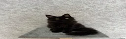 Maine Coon cats for sale: Stunning Purebred TICA Reg Maine Coon Kittens in London - Advert 24