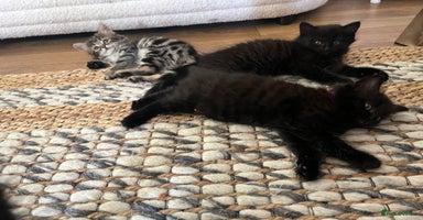 Mixed Breed cats - Advert 14
