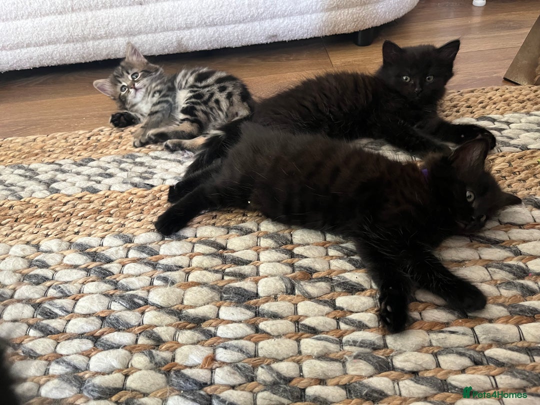 Mixed Breed cats for sale: 4 female kittens for sale - Image 2