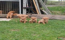 Labrador Retriever dogs for sale: Fox red labrador puppies  - Image 11