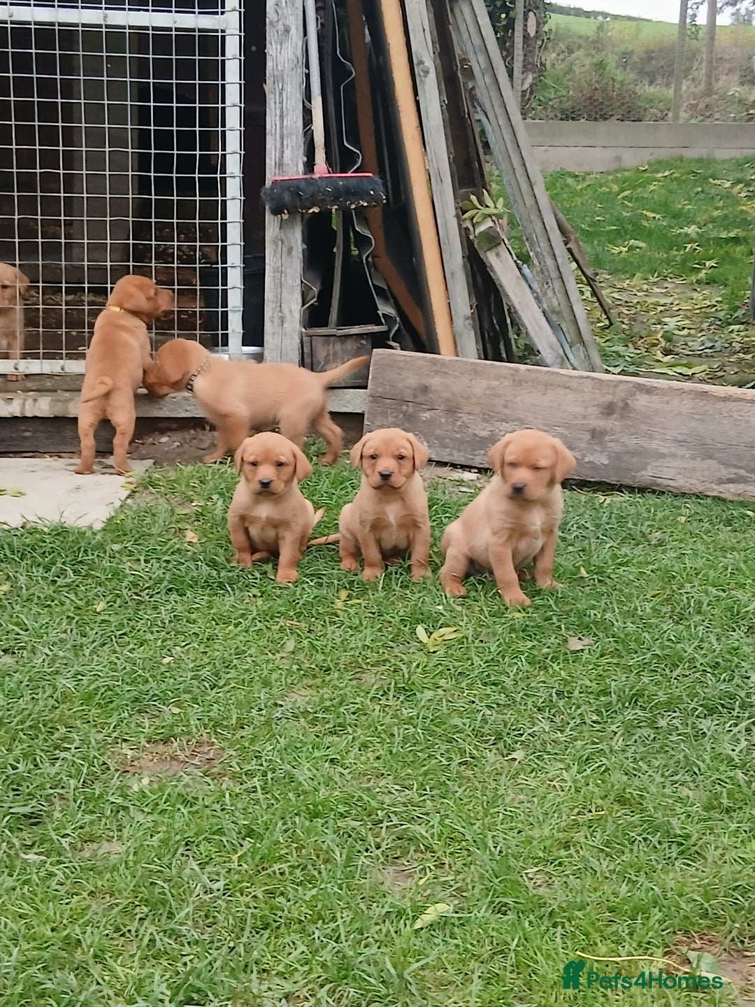 Labrador Retriever dogs for sale: Fox red labrador puppies  - Image 11