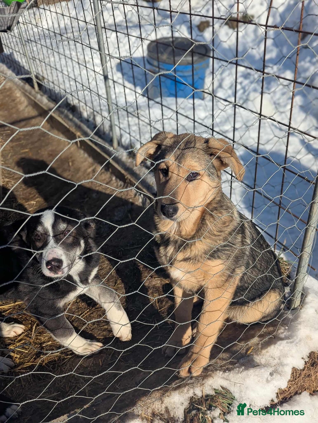 Mixed Breed dogs for adoption: Tilly 💜 - Advert 3