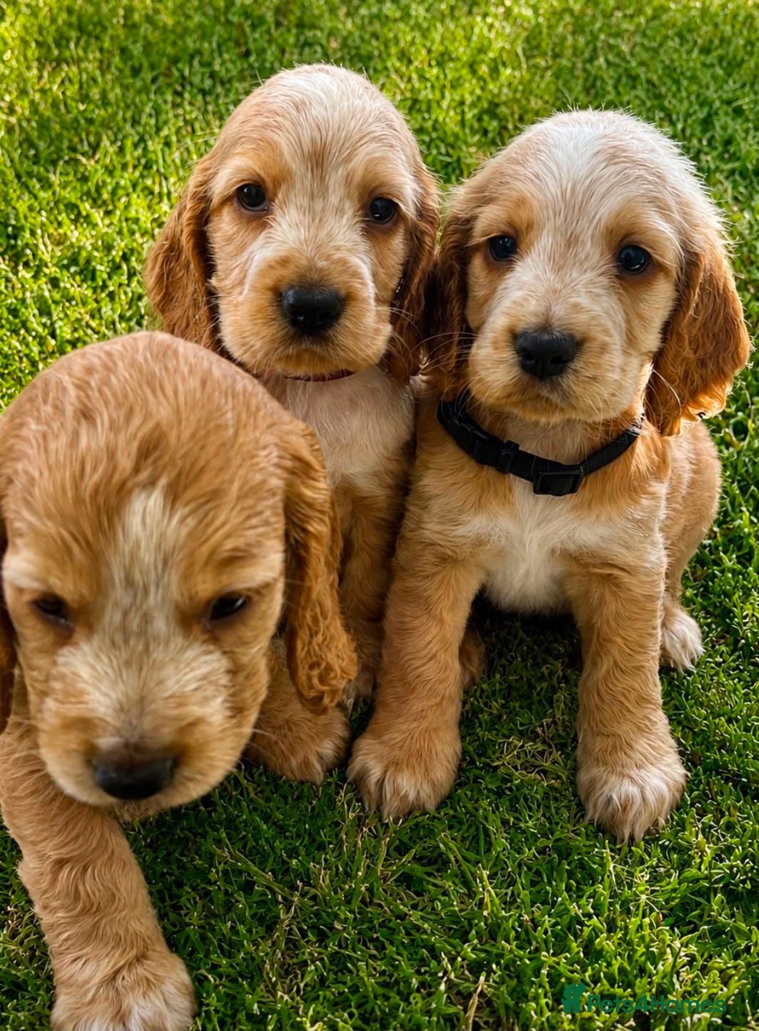 Cocker Spaniel dogs Show Type Cocker Spaniels  - Advert 1