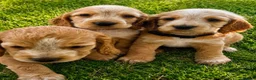 Cocker Spaniel dogs for sale: Show Type Cocker Spaniels  - Advert 2