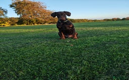 Dobermann dogs for sale: 9 month old doberman  - Image 8