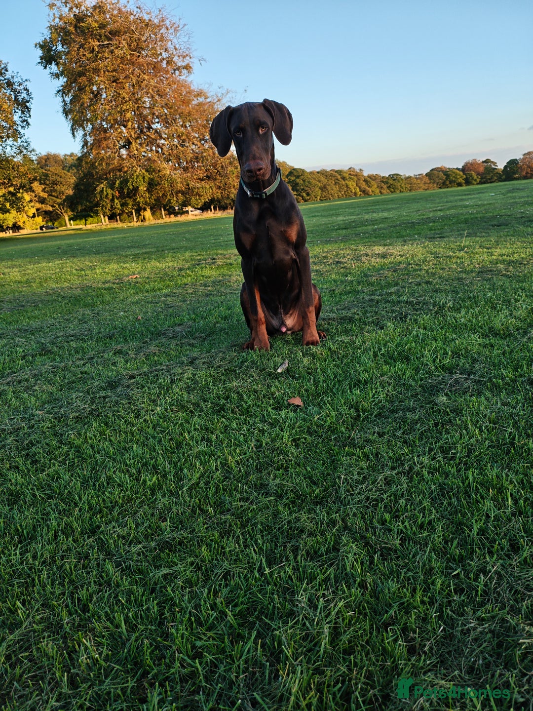 Dobermann dogs for sale: 9 month old doberman  - Image 8