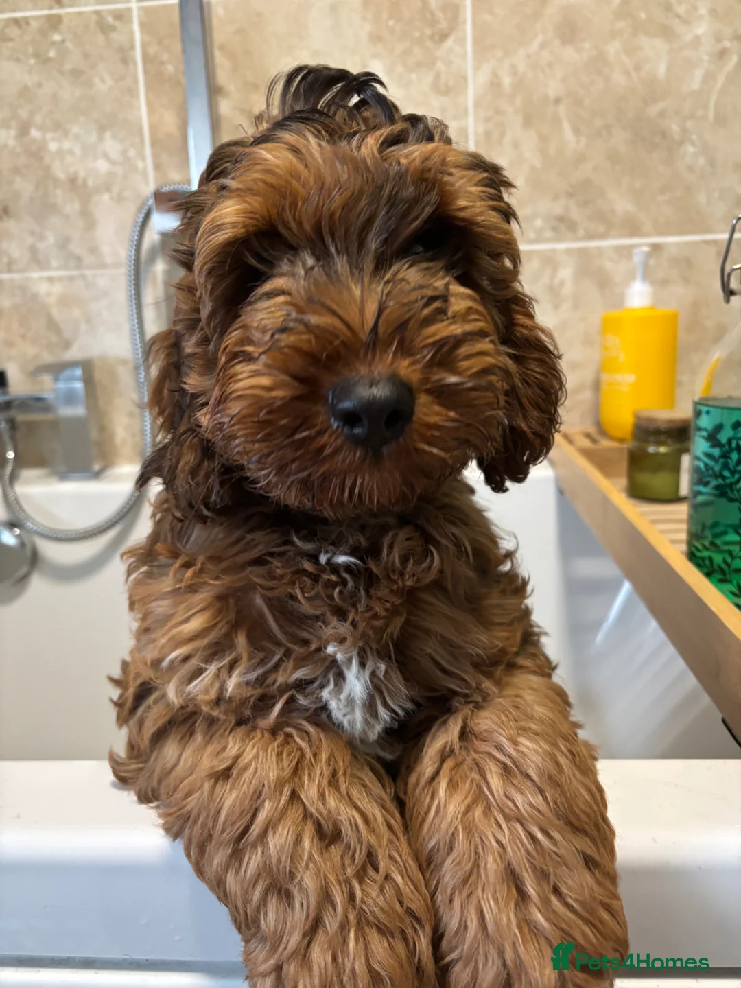 Cockapoo dogs for sale: Woody - cockapoo - Advert 9