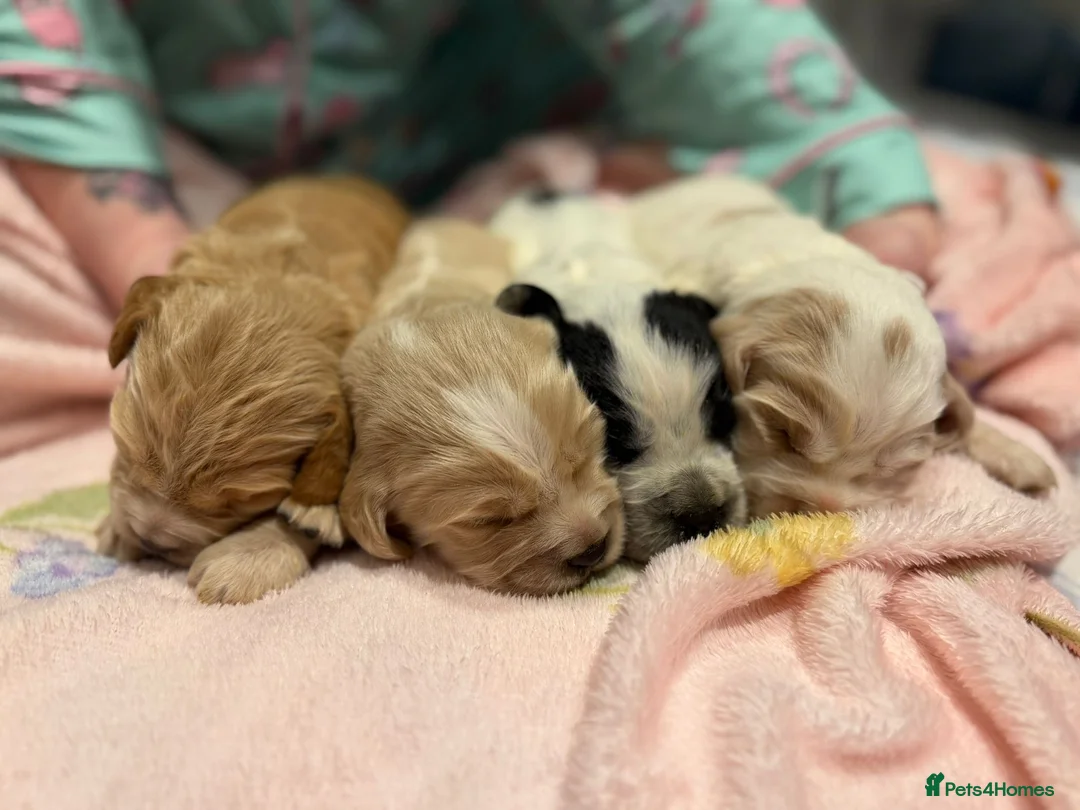 Cocker Spaniel dogs for sale: Show type Cocker spaniel puppies - Advert 2