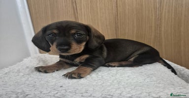 Miniature Dachshund dogs - Advert 9