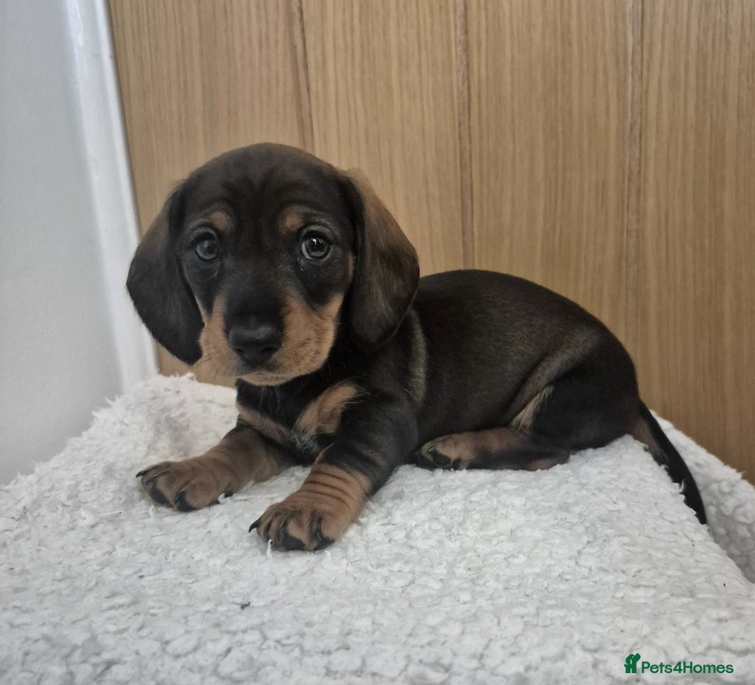 Miniature Dachshund dogs for sale: x3 stunning miniature Dachshunds boys - Image 3