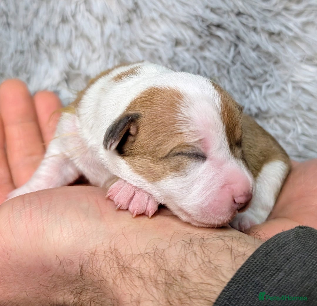 Jack Russell dogs for sale: ❤️3/4 Jack Russell babies ❤️ - Advert 21