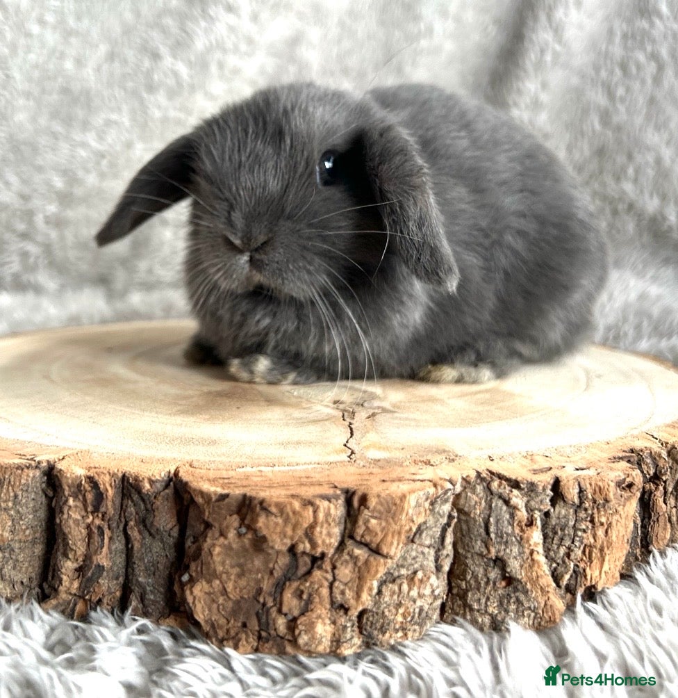 Mini Lop rabbits Beautiful blue mini lop - Advert 1