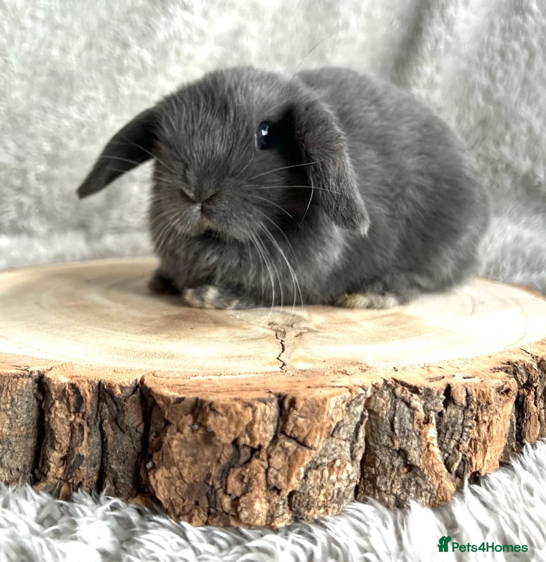 Mini Lop rabbits for sale: Beautiful blue mini lop - Advert 1