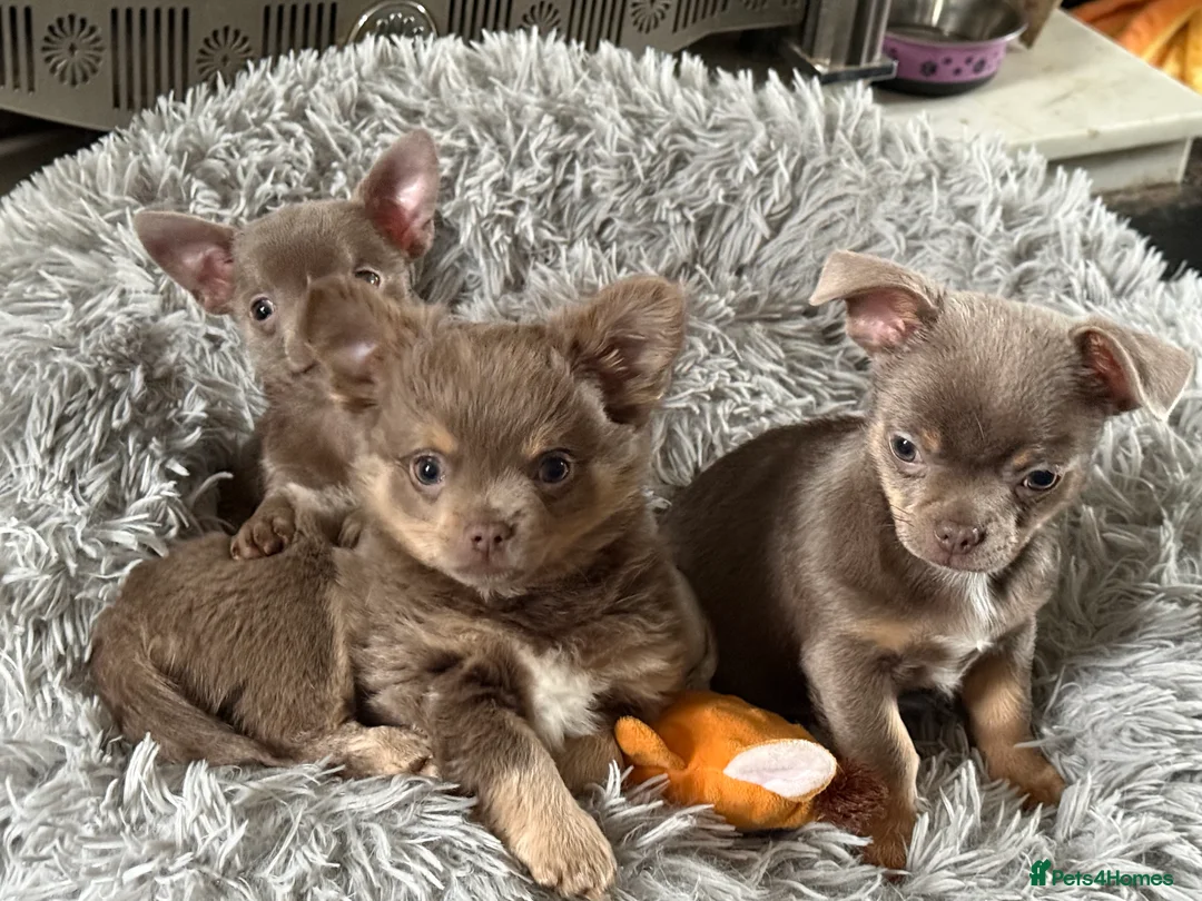 Chihuahua dogs for sale: Pure breed lilac chihuahua puppies  in Preston - Advert 2