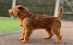 Griffon Bruxellois dogs for stud: Griffon male available for stud, KC proven - Image 3