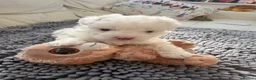 Bichon Frise dogs for sale: Beautiful Bichon Frise Puppies in Luton - Advert 8