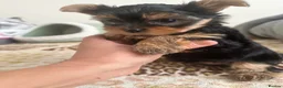Yorkshire Terrier dogs for sale: 🐾✨  KC Registered Yorkshire Terrier Puppies ✨🐾   - Advert 6