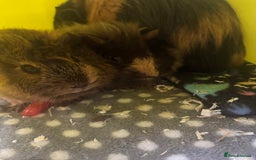 Guinea Pig rodents for sale: 4 male guinea pigs in need of a loving home ☺️ - Image 4