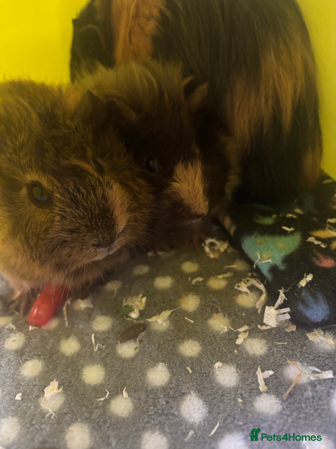 Guinea Pig rodents for sale: 4 male guinea pigs in need of a loving home ☺️ - Image 4