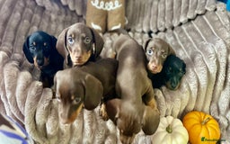 Dachshund dogs for sale: Dachshunds mini puppies   - Image 6
