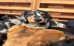 Miniature Dachshund dogs for sale: Miniature long and smooth coated Dachshunds - Image 12