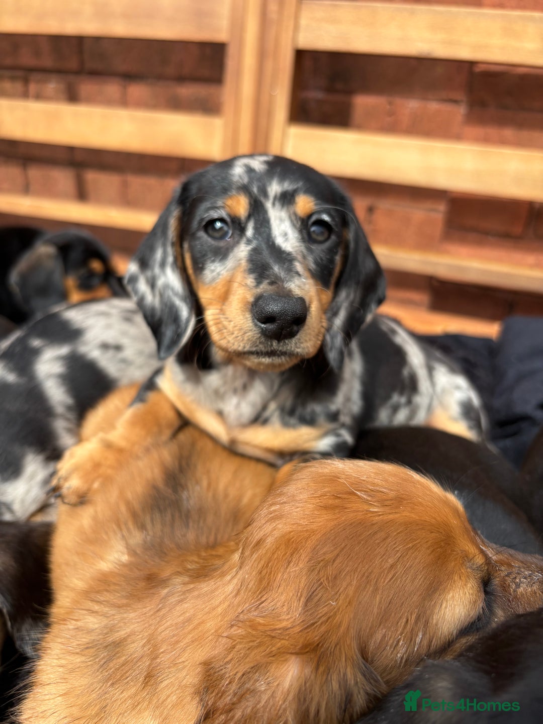 Miniature Dachshund dogs for sale: Miniature long and smooth coated Dachshunds - Image 12