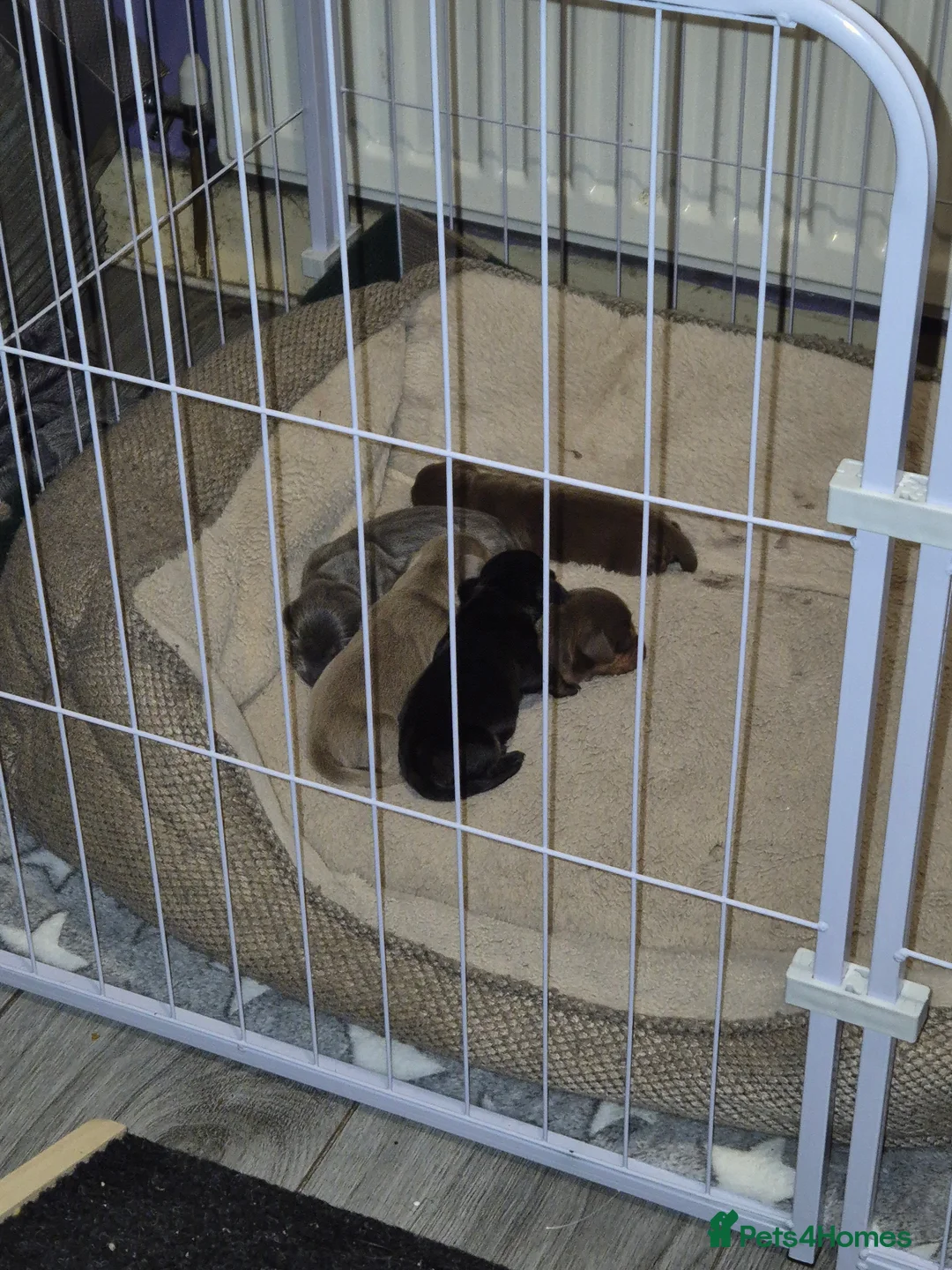 Miniature Dachshund dogs for sale: Beautiful dachshund pups - Advert 4