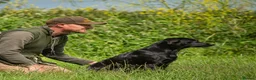 Labrador Retriever dogs for sale: Exceptionally bred KC pups, one yellow girl left  - Advert 8