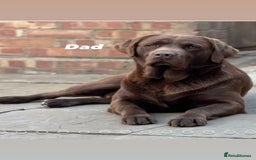Labrador Retriever dogs for sale: Show Type Chunky Labradors  - Image 7
