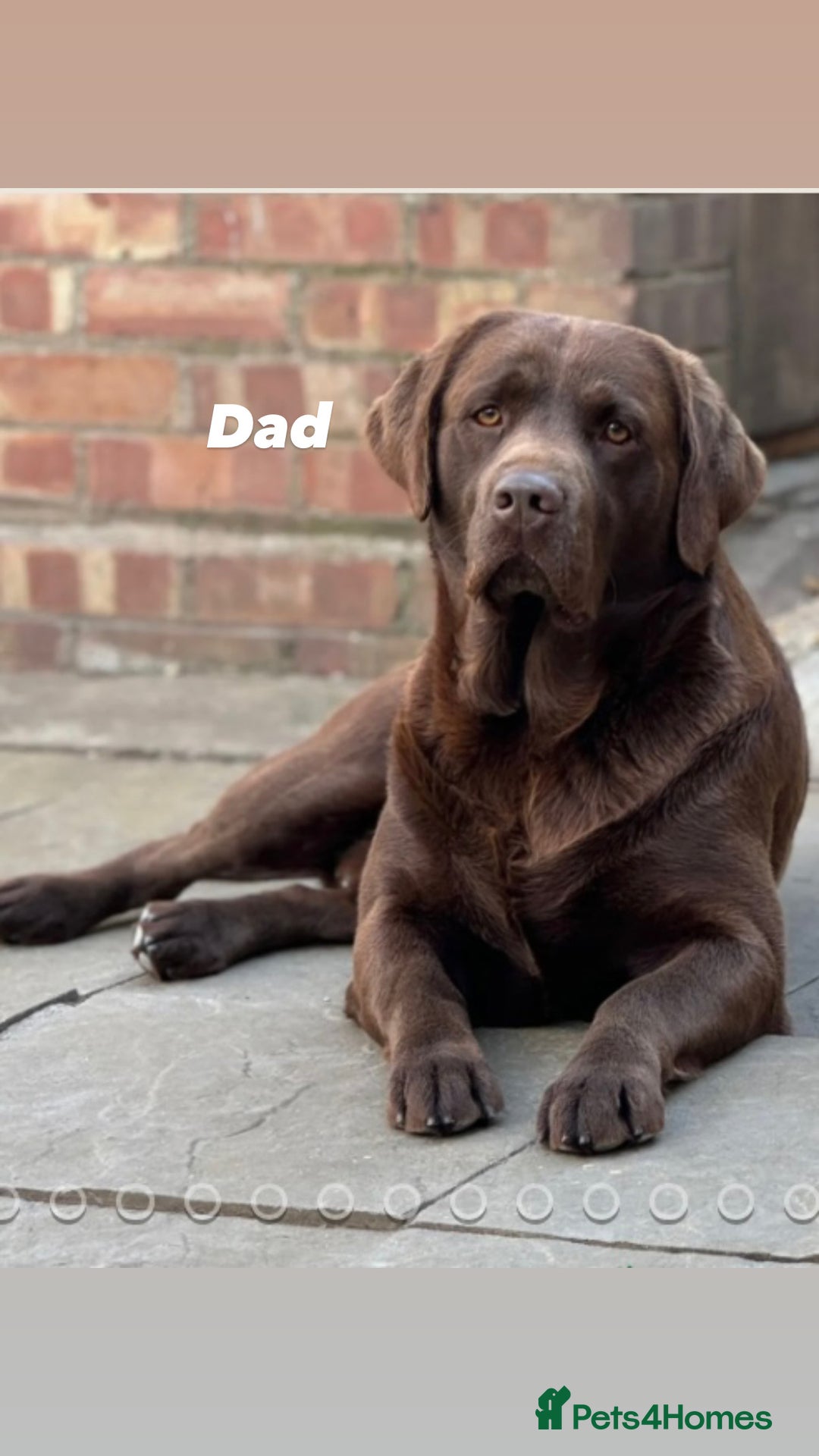 Labrador Retriever dogs for sale: Show Type Chunky Labradors  - Image 7