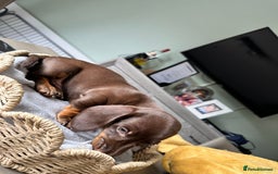 Miniature Dachshund dogs for sale: Miniature Dachshund Puppies  - Image 3