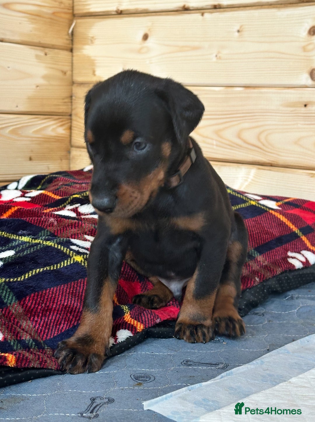 Dobermann dogs for sale: Amazing Dobermann puppies.  - Advert 21
