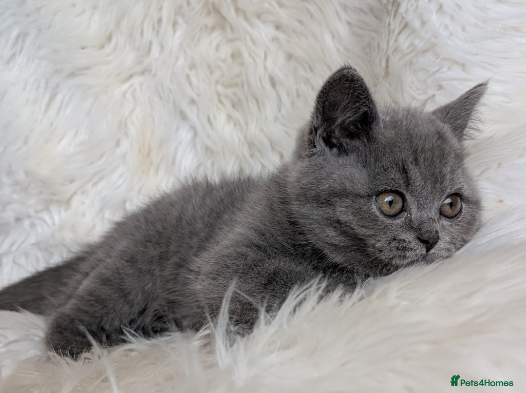 British Shorthair cats for sale: Amazing loving British shorthair kittens  - Image 21