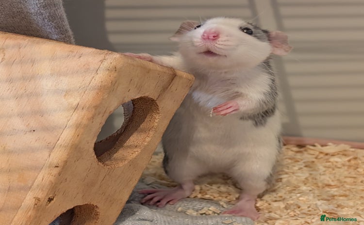Rat rodents - Advert 12