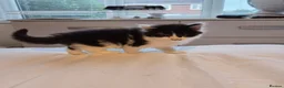 Mixed Breed cats for sale: Ginger, tuxedo and calico kittens - Advert 12