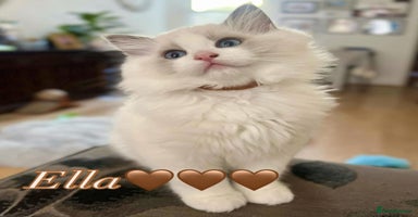 Ragdoll cats - Advert 6
