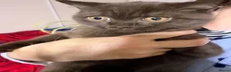 British Shorthair cats for sale: Rare Cinnamon Color British Shorthair Kittens - Advert 11