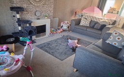 Exotic cats for sale: Persian c british shorthair  - Image 6