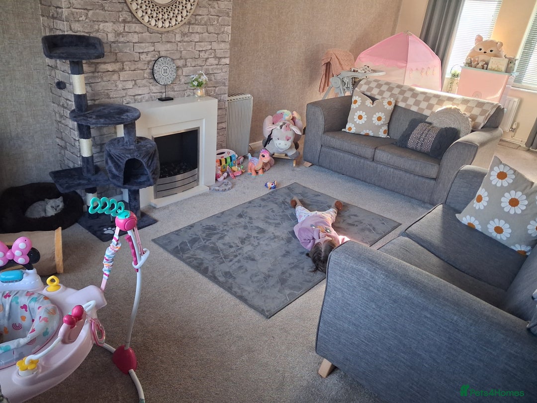 Exotic cats for sale: Persian c british shorthair  - Image 6